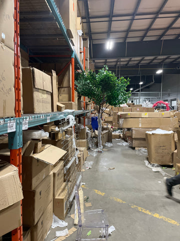 Green Ficus leaf Tree 2.7m/9 feet XDAP5-3