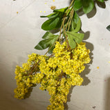 Single stem Hydrangea Light Yellow Spray Single Stem