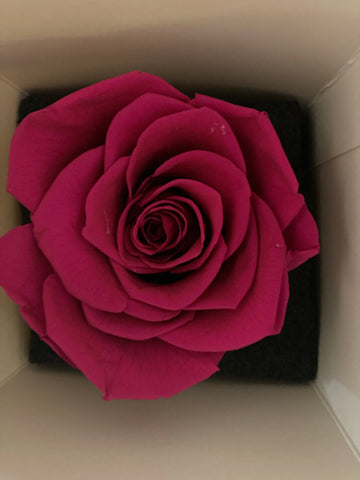 Preserved Hot Pink Rose in Tall Single White cardboard box  (box of 1)