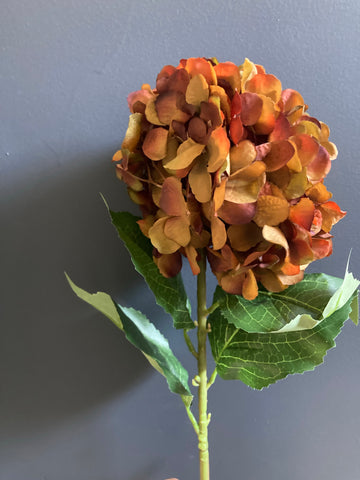 French Hydrangea Orange Spray Single Stem