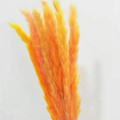 25” Orange pampas grass stick (M)