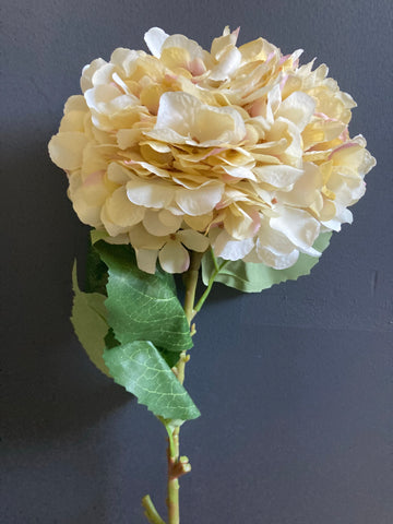 French Champagne Hydrangea Spray Single Stem