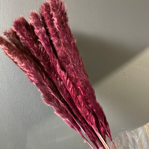 25" Plum mini pampas grass stick (M)