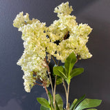 Single stem Hydrangea Light green cream Spray Single Stem 2 head
