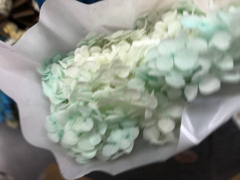 Single stem preserved Hydrangea Tiffany blue