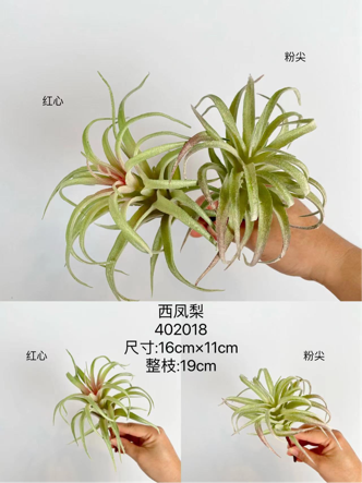 Air plant tillandsia Succulent leaf wedding greenery 0181-120220 (blush)
