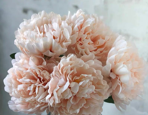 5xJumbo Peonies (Pink center) JUM2