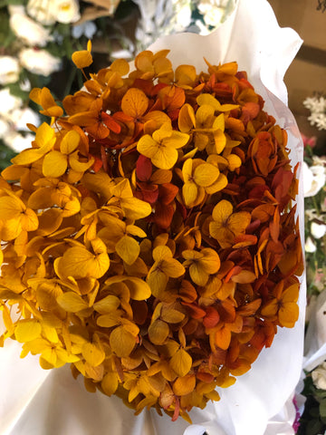 Single stem preserved Hydrangea burnt orange