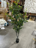 Green Ficus Table Top Centerpiece 5.5 ft