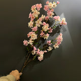 New tea cherry Blossom Sakura Pink