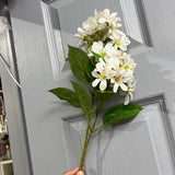 New White Common Lilacs