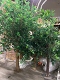 1m meter Small Green leaf Ficus Tree short mini