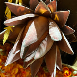 Pink Protea Artificial flower (s)