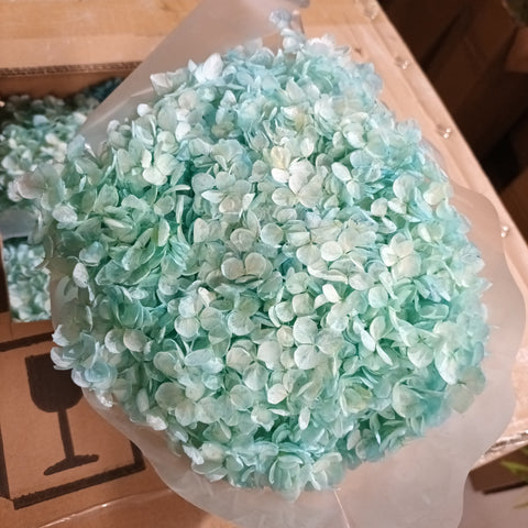 Single stem preserved Anna Hydrangea light torquise