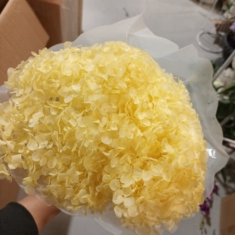 Single stem preserved Anna Hydrangea yellow