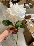 New Moist TouchT Open Rose Ceam/white England Rose