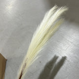 Pampas Grass Artificial Flower single stem Champagne/light yellow