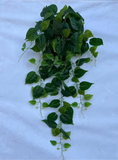 Pothos Bunch Greenery green leaf