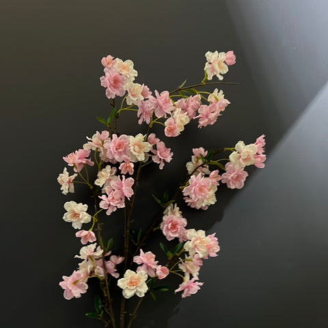 New tea cherry Blossom Sakura Pink