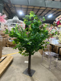 Green Ficus Table Top Centerpiece 5.5 ft