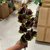 Cymbidium orchid new
