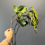 New Green Amaranthus Flower single stem filler hanging