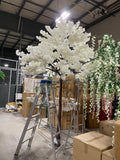 Green Ficus leaf Tree 12 feet/3.6m XDTMB16-21