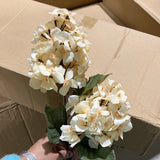 Blush 2 head panicle/cone Hydrangea Single Stem spray