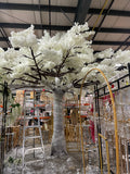 White cherry blossom Tree 5m/16.4 feet XDTMB23-12