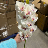 Cymbidium orchid new(White)