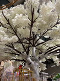 White cherry blossom Tree 5m/16.4 feet XDTMB23-12