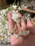 Baby’s breath Gypsophilia PVC artificial flower LARGE size head white cream bbb