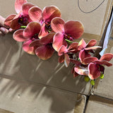 Orange Pink LARGE REAL TOUCH PHALAENOPSIS ORCHID ARTIFICIAL FLOWER