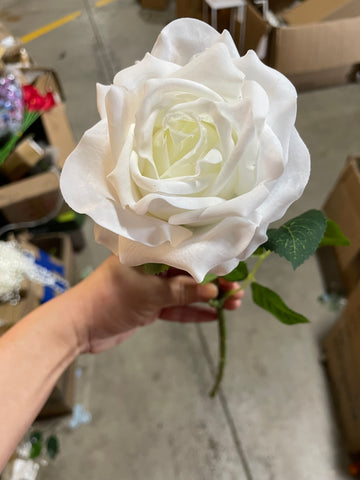 New Moist TouchT Open Rose Ceam/white England Rose