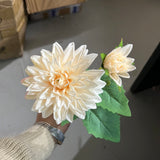 New Blush Dahlia spray(1 head and 1 bud )