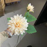 New Blush Dahlia spray(1 head and 1 bud )