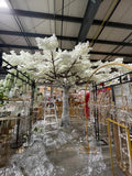 White cherry blossom Tree 5m/16.4 feet XDTMB23-12