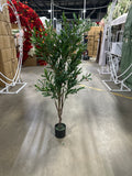 5ft olive Tree in a pot