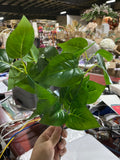 New Small leaf bunch green filler greenery apple pothos variegated pilea