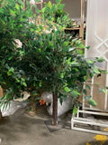 1m meter Small Green leaf Ficus Tree short mini