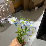 New Mini Blue purple wild Cross cosmos