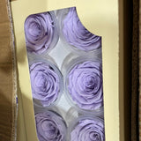 Preserved Austin Rose Lilac (box of 8)