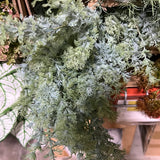 Aquatic plant dark green filler greenery #1 left