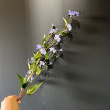 New Blue Rosa Banksiae Spray