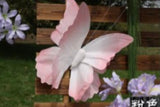 Large Butterfly white set of 3