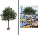 4.5m Olive Tree XDTMB24-44
