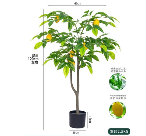 Lemon Tree mini 1.2m/ 3 feet 11” tall