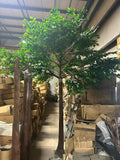 Green Ficus leaf Tree 12 feet/3.6m XDTMB16-21