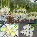 Real touch calla lily Medium wedding decor (White) per stem