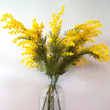 mimosa pudica Spray greenery